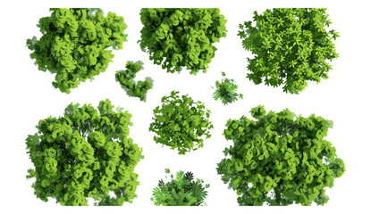 Obraz premium Greenery trees top view, vector illustration, jungles isolated, transparent backgrounds, PNG, tropical plants, dense forest, wild nature, tree canopy, summer jungle, botanical elements