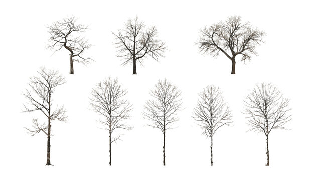 Solitary tree cutouts, 3D illustrations, transparent background, foliage-free vector, isolated tree design, nature-themed vector, tree collections PNG, empty trees