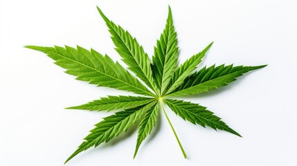 green marijuana leaves white background