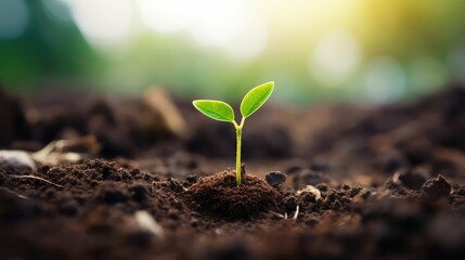 Fototapeta premium seedling plant life cycle