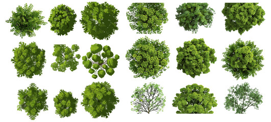 Jungle trees shapes collection, vector illustration top view, tropical forest, nature elements, eco-friendly design, wild plants, foliage silhouettes, nature-inspired