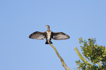 beautiful cormorant with turquoise eyes on a branch, green leaves in the background, cormorant with spread wings, cormorant spreads its wings and cools down, large bird from the front