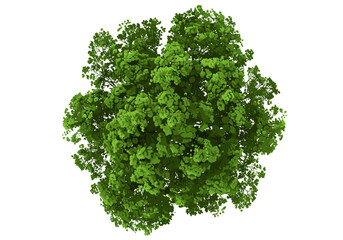 Obraz premium single tree, forest canopy, nature vector, green trees, landscape, outdoor scene, canopy view, tranquil environment, summer forest, natural habitat, peaceful atmosphere