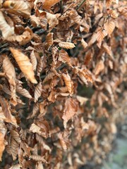 Autumn leaves