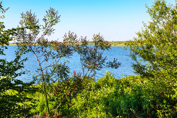 Beautiful summer water landscape with tree branches