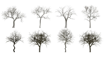 Fototapeta premium Leafless trees, vector illustration, dry tree without leaves, natural landscape elements, barren branches, isolated tree design, autumn tree clipart, dead wood, artistic tree vector,