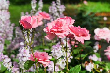 Pink roses in the garden