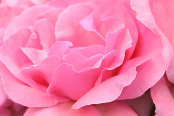 Pink rose macro close-up