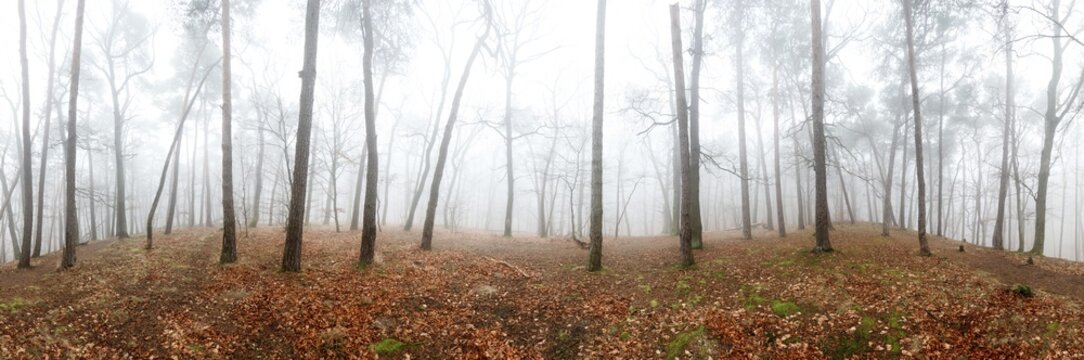 Beautiful pine forest at foggy sunrise. Tree trunks and cold mist