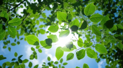 Obraz premium canopy green leaves blue sky