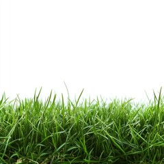 Lush green grass border on white background; nature website design