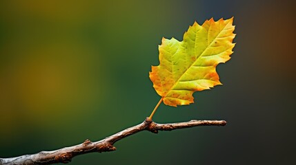 autumn leaf stem