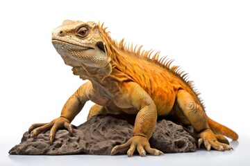 Obraz premium Galapagos land iguana reptile animal lizard.