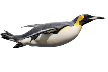 Emperor penguin swimming animal bird white background.