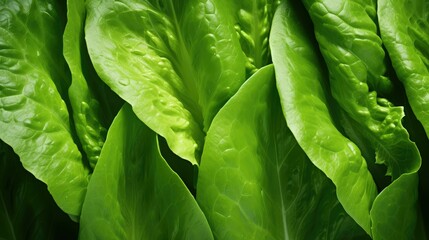 Fototapeta premium romaine vegetable leaf