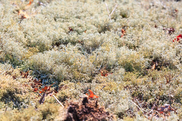 Moss texture background