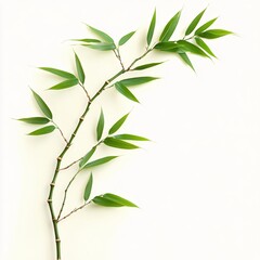 Fototapeta premium Elegant Bamboo Branch with Fresh Green Leaves on a Clean Background for Natural Design