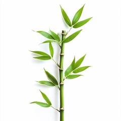 Fresh Bamboo Shoot with Green Leaves on White Background Minimalist and Natural Design