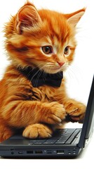 A stylish cat wearing a bow tie and cufflinks rests one paw on a small laptop, as though occupied with important online tasks. The smooth white background provides an uncluttered setting, allowing 