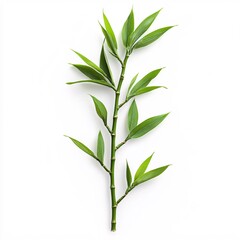 Fototapeta premium Fresh Bamboo Shoot with Green Leaves on Clean White Background Minimalist Style