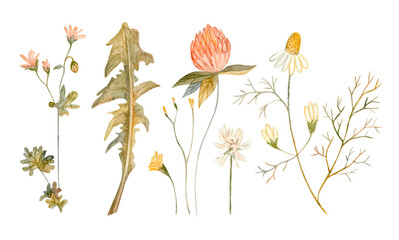 Delicate floral watercolor set with wildflowers and leaves. Chamomile (camomile), clover, dandelion. Hand drawn. Design elements.