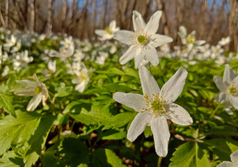Anemone nemorosa . A bright white spring forest flower
