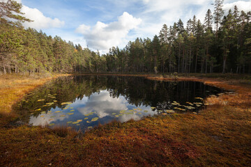 Ein kleiner Moor See im Nationalpark Tiveden. Kiefernwald im Herbst in Schweden.