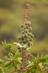 spike green flower a castor-oil plant in the field, Caster Bean or Ricinus communis, the castor...