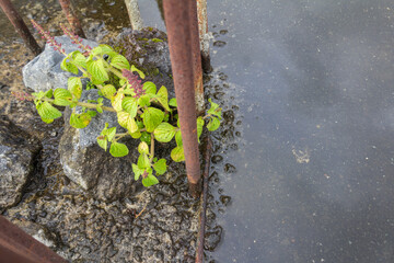 Green Grass Growing on Concrete Surface with Rusty Reinforcement Bars