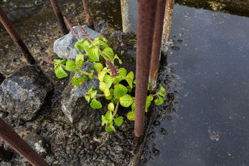 Green Grass Growing on Concrete Surface with Rusty Reinforcement Bars