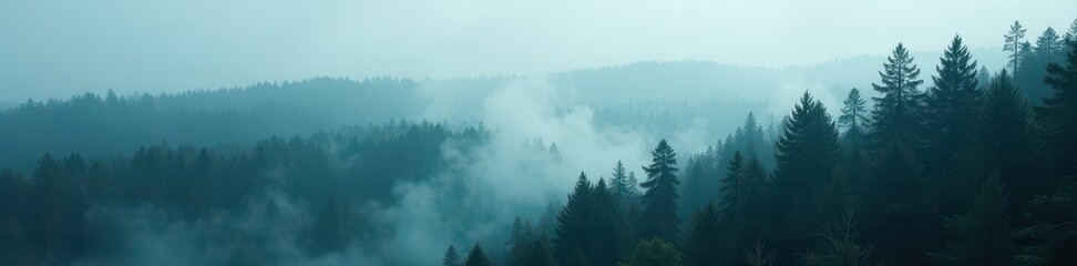 Dense fir forest shrouded in misty foggy atmosphere, misty, fir