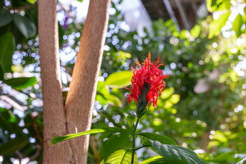 Close-up of red flower (Pachystachys coccinea) in bloom