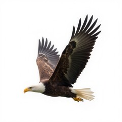 Fototapeta premium A majestic bald eagle glides through the air with its wings fully spread, showcasing its powerful physique and striking coloration.