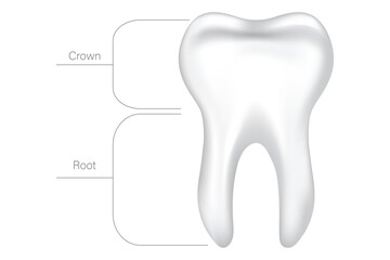 Vector illustration tooth anatomy with description. Concept of studying human from scientific point of view. Element for your design