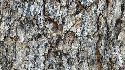 tree bark texture abstract background
