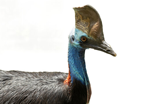 An Australian Cassowary (Casuarius casuarius) on a transparent png background