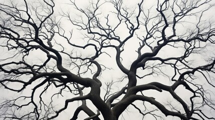 Obraz premium network trees with no leaves