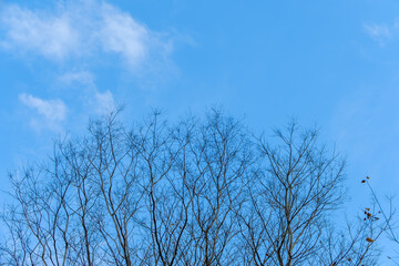青空に映える冬の枝