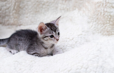 cute gray kitten lying on white blanket at home 