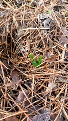 New Fresh Green Shoots are Emerging from Beneath Pine Needles in the Forest Floor