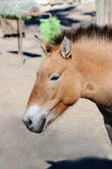 Fototapeta premium photo portrait of a horse close up