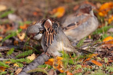 Haussperling in Nordschweden. 