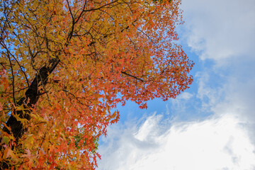 秋晴れに映える色鮮やかな紅葉