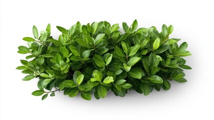 Obraz premium Lush green foliage on a white background