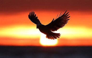 Obraz premium Silhouette bird flying at sunset