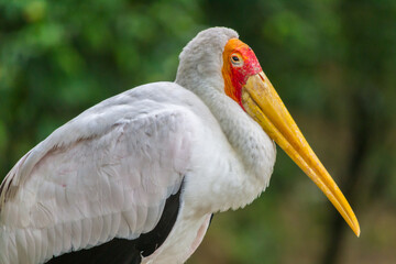 A close-up of a yellow-billed stork with a vibrant red face and long yellow beak