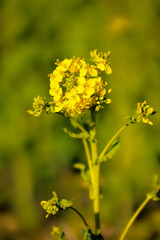 都心散歩　浜離宮梅の咲き始め