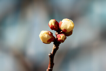 都心散歩　浜離宮梅の咲き始め