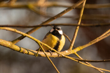 great tit parus major