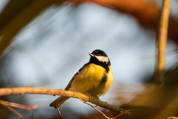great tit parus major